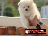 CACHORRO DE RAZA POMERANIA 🐻 🐻🐻