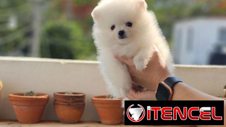 CACHORRO DE RAZA POMERANIA 🐻 🐻🐻