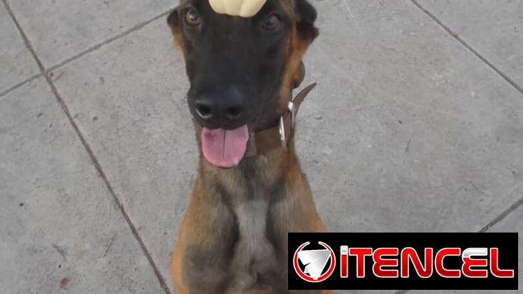 Educador canino