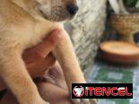 Si buscas una Exelente compañía pitbull, Chihuahua, shitzu, bulldog francés,53818081: