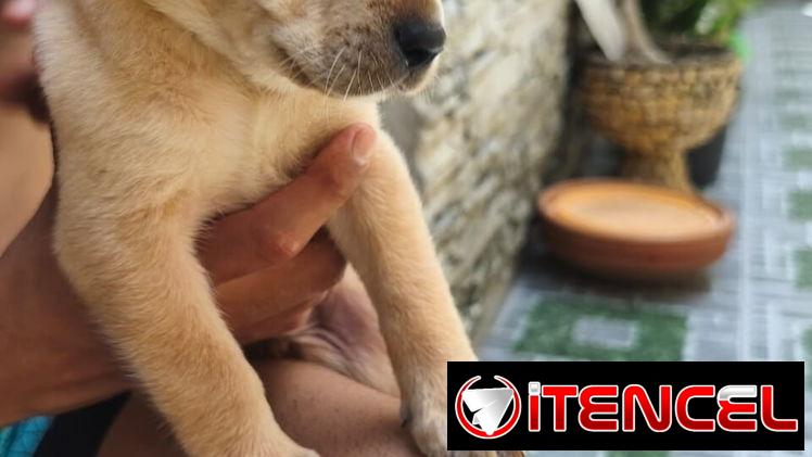 Si buscas una Exelente compañía pitbull, Chihuahua, shitzu, bulldog francés,53818081: