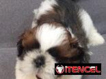 Cachorro macho de Shih Tzu en venta.