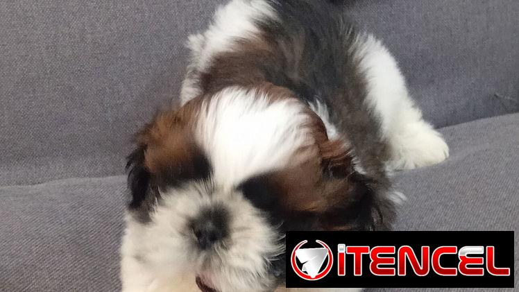 Cachorro macho de Shih Tzu en venta.