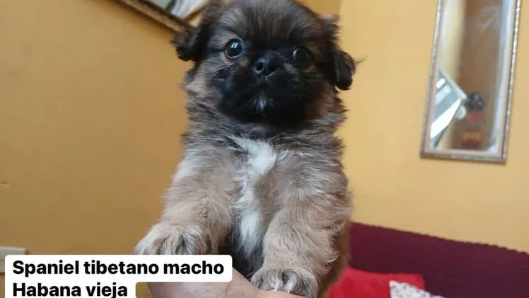Preciosos cachorros de spaniel tibetano