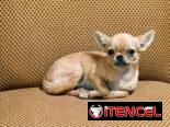 🐾 HERMOSA CHIHUAHUA ADULTA EN BUSCA DE UN HOGAR LLENO DE AMOR BETTY MASCOTAS WHATSAPP 52506841 🐾