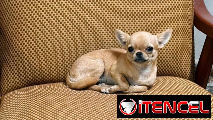 🐾 HERMOSA CHIHUAHUA ADULTA EN BUSCA DE UN HOGAR LLENO DE AMOR BETTY MASCOTAS WHATSAPP 52506841 🐾