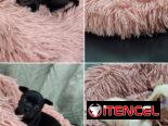 ((( CHIHUAHUAS HEMBRAS MINI BETTY MASCOTAS WHATSAPP 52506841 )))