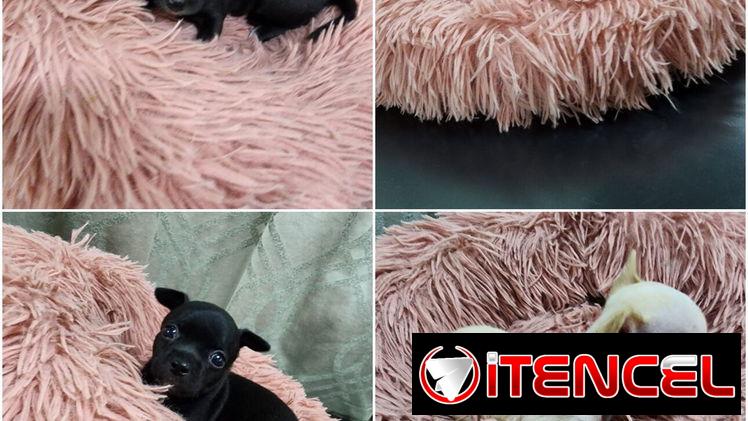 ((( CHIHUAHUAS HEMBRAS MINI BETTY MASCOTAS WHATSAPP 52506841 )))