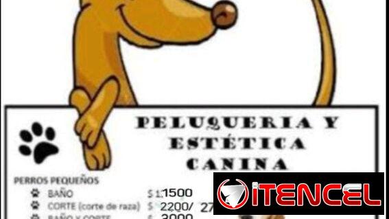 Estelista canino professional domicilio