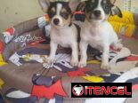 Si buscas una Exelente compañía pitbull, Chihuahua, shitzu, bulldog francés,53818081: