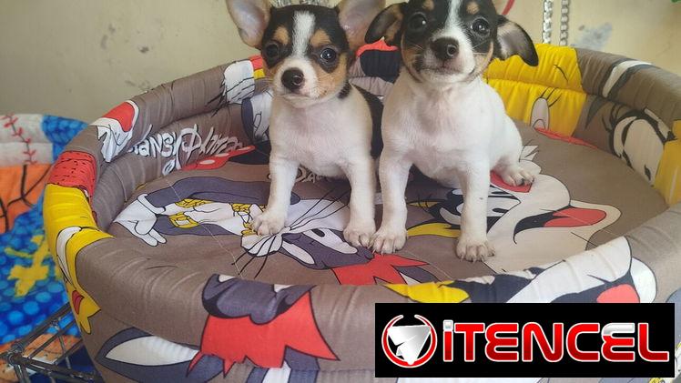 Si buscas una Exelente compañía pitbull, Chihuahua, shitzu, bulldog francés,53818081: