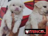 PEQUINÉS ALBINOS,machos,en 70 USD o equivalente,TENGO MENSAJERÍA,de 50 días,desparacitados,ENTREGAN CON HISTORIA CLÍNICA