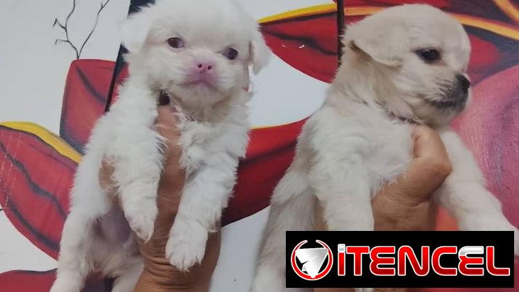 PEQUINÉS ALBINOS,machos,en 70 USD o equivalente,TENGO MENSAJERÍA,de 50 días,desparacitados,ENTREGAN CON HISTORIA CLÍNICA