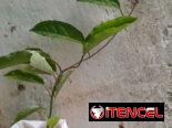 Plantas naturales