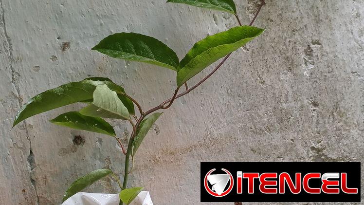 Plantas naturales