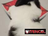 cachorritos Shih Tzu hembra y macho
