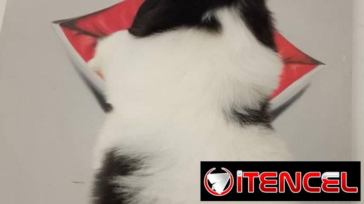 cachorritos Shih Tzu hembra y macho