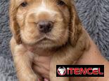 ((( COCKER SPANIEL AMBOS SEXOS EN VENTA BETTY MASCOTAS WHATSAPP 52506841 )))
