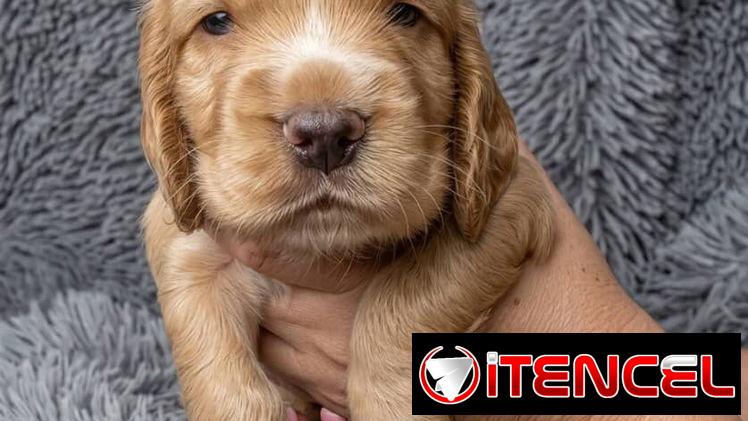 ((( COCKER SPANIEL AMBOS SEXOS EN VENTA BETTY MASCOTAS WHATSAPP 52506841 )))