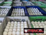 VENTA DE HUEVOS HABANA – MAYORISTA 😱✅️