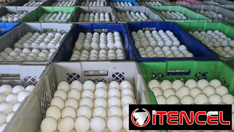 VENTA DE HUEVOS HABANA – MAYORISTA 😱✅️