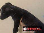 Cachorros de pitbull