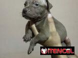 PITBULL