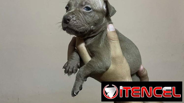 PITBULL
