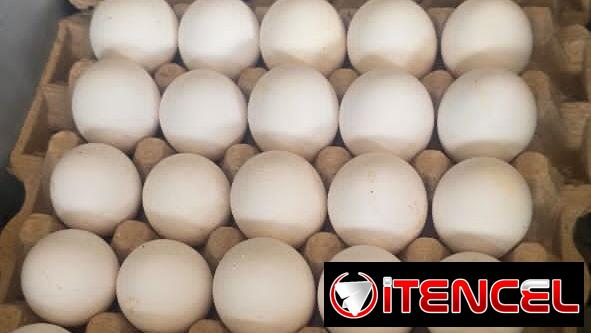 VENTA DE HUEVOS HABANA – MAYORISTA 😱✅️