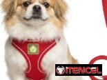 ✅️🐶🐾JUEGO DE PECHERAS Y CORREA PARA MASCOTAS 📲53902244