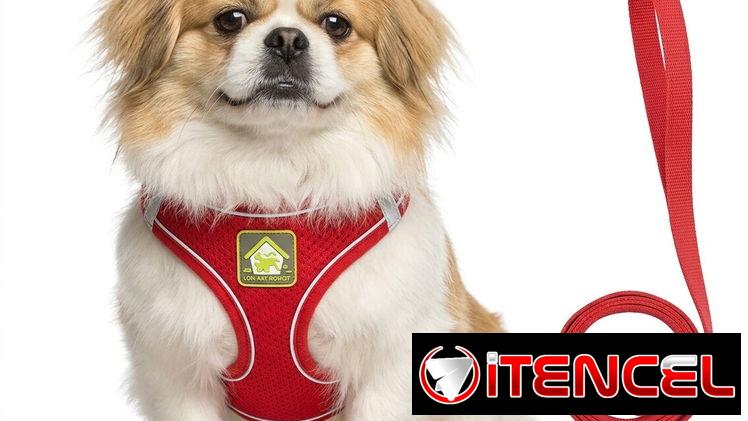 ✅️🐶🐾JUEGO DE PECHERAS Y CORREA PARA MASCOTAS 📲53902244