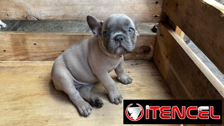 Bulldog frances hembra