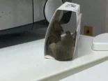 Trampas de ratón/ cinta atrapa moscas/ atrapa ratones