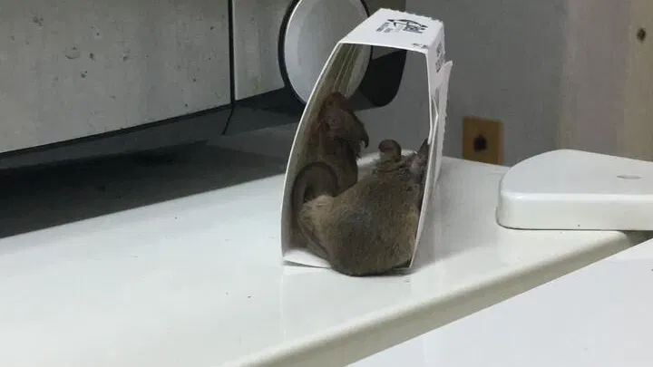 Trampas de ratón/ cinta atrapa moscas/ atrapa ratones