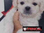 PEQUINÉS ALBINOS,machos,en 70 USD o equivalente,TENGO MENSAJERÍA,de 50 días,desparacitados,ENTREGAN CON HISTORIA CLÍNICA
