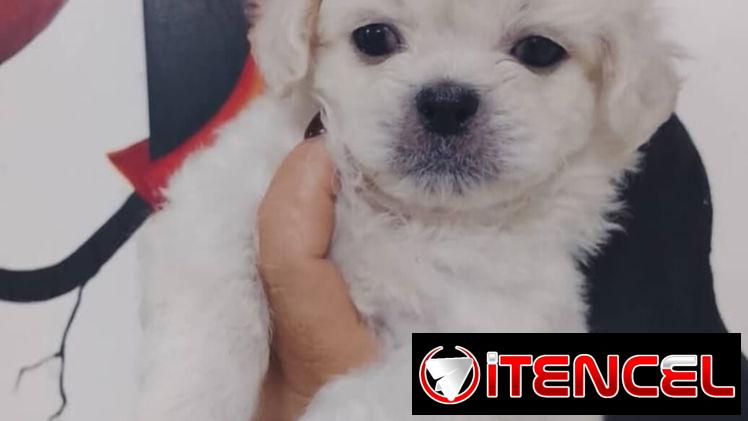PEQUINÉS ALBINOS,machos,en 70 USD o equivalente,TENGO MENSAJERÍA,de 50 días,desparacitados,ENTREGAN CON HISTORIA CLÍNICA