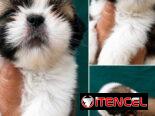 ((( SHIH TZU AMBOS SEXOS EN VENTA WHATSAPP 58746643 )))