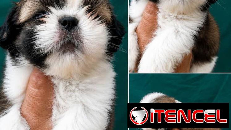 ((( SHIH TZU AMBOS SEXOS EN VENTA WHATSAPP 58746643 )))