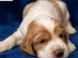 COKER SPANIEL,ambos sexos,en 170 USD o equivalente(ACEPTO TRANSFERENCIA)TENGO MENSAJERÍA,tienen 30 días y desparacitados