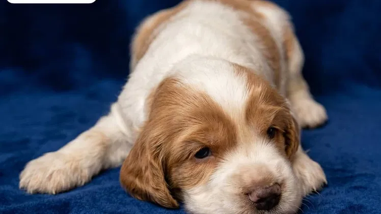 COKER SPANIEL,ambos sexos,en 170 USD o equivalente(ACEPTO TRANSFERENCIA)TENGO MENSAJERÍA,tienen 30 días y desparacitados