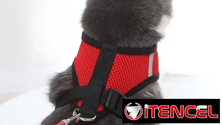 Correas con pecheras !!! Variedad de colores !!! Para Mascotas pequeñas y medianas !!!