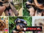 ••  RAZAS DE PERROS DE TALLA PEQUEÑA, MEDIANA Y GRANDE  BETTY MASCOTAS  52506841 ••