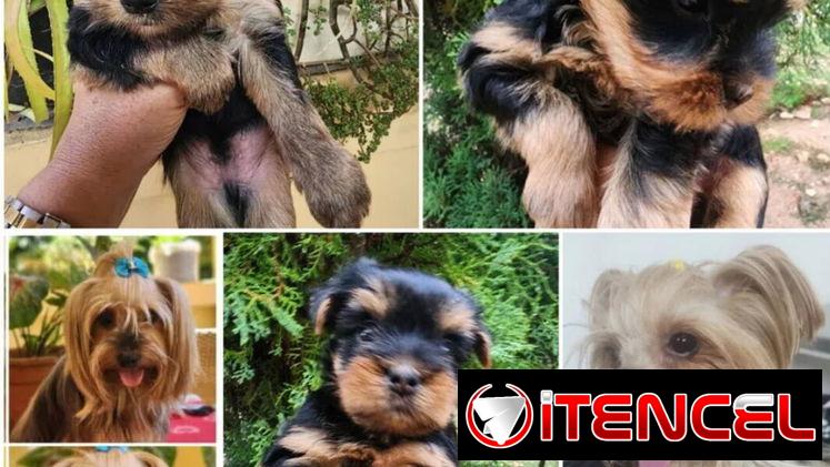 ••  RAZAS DE PERROS DE TALLA PEQUEÑA, MEDIANA Y GRANDE  BETTY MASCOTAS  52506841 ••