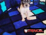 Si buscas una Exelente compañía pitbull, Chihuahua, shitzu, bulldog francés,53818081: