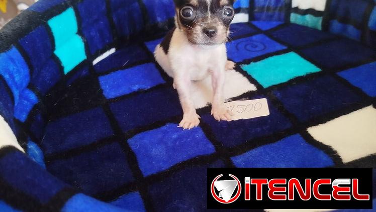 Si buscas una Exelente compañía pitbull, Chihuahua, shitzu, bulldog francés,53818081: