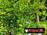 Venta de arboles frutales y ornamentales