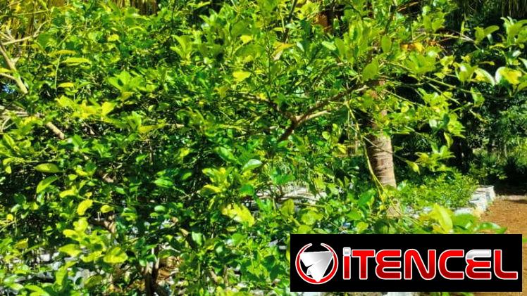 Venta de arboles frutales y ornamentales