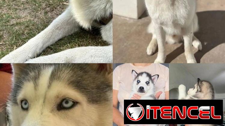 Husky siberiano