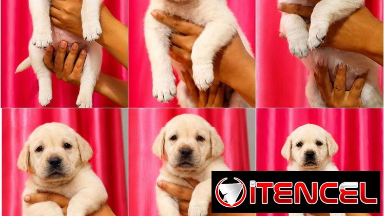 ((( LABRADOR RETRIEVER HEMBRAS EN PRÓXIMA VENTA BETTY MASCOTAS WHATSAPP 52506841 ))))