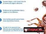 Servicio de Fumigación contra Chinches